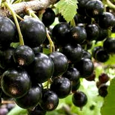 Смородина черная ОРЛОВСКИЙ ВАЛЬС в Белгороде