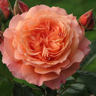 Роза шраб в Белгороде