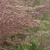 Вейник КАРЛ ФОРСТЕР остроцветковый в Белгороде