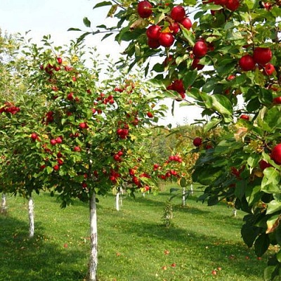 Плодовые деревья в Белгороде