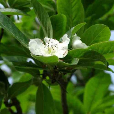 МУШМУЛА  в Белгороде