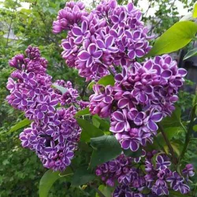 Сирень СЕНСАЦИЯ в Белгороде