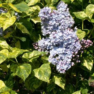 Сирень АУКУБАФОЛИЯ в Белгороде
