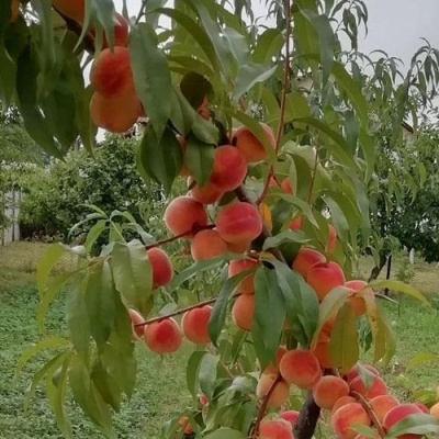 Персик ВУЛКАН в Белгороде