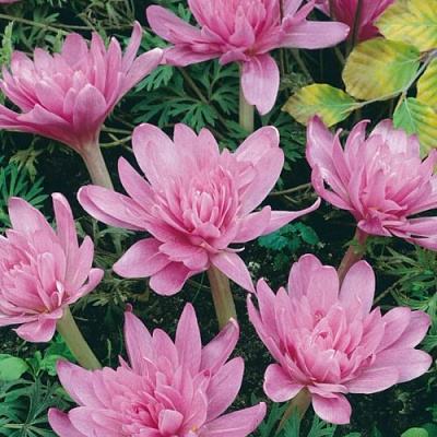 Безвременник УОТЕРЛИЛИ осенний в Белгороде