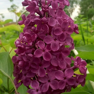Сирень ИНДИЯ в Белгороде