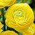 Ранункулюс САН-ТРОПЕ романс в Белгороде