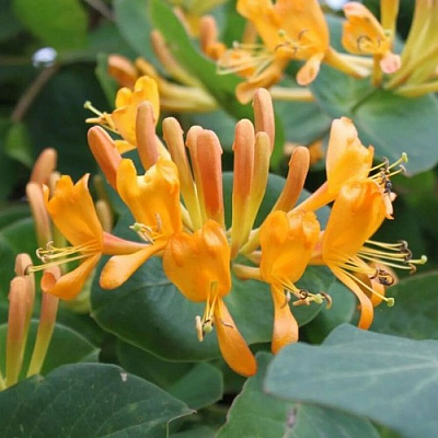 Жимолость ТЕЛЬМАНА в Белгороде