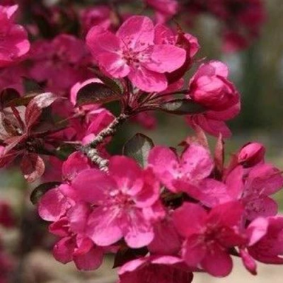 Яблоня РЕД КЕТТИ в Белгороде