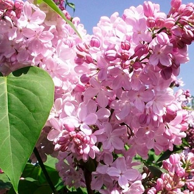 Сирень АДЕЛИНА в Белгороде