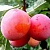 Слива КОМЕТА в Белгороде