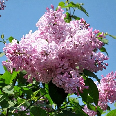 Сирень БУФФОН в Белгороде
