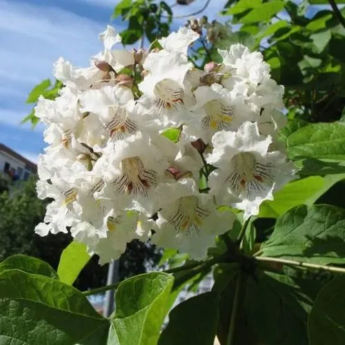 Катальпа БИГНОНИЕВИДНАЯ в Белгороде