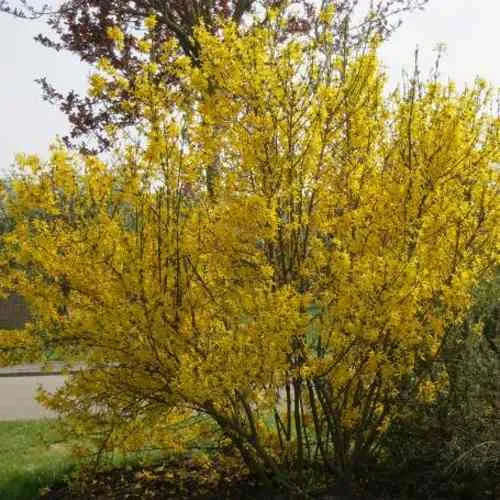 Форзиция КАМСОН промежуточная в Белгороде