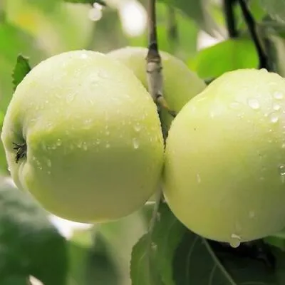 Саженцы яблони оптом в Белгороде